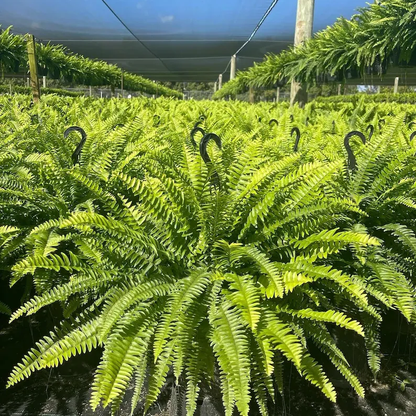🌱 UV-resistant, lifelike artificial Boston fern