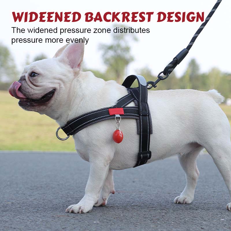 Dog harness + free leash measuring 1.5 m x 1.0