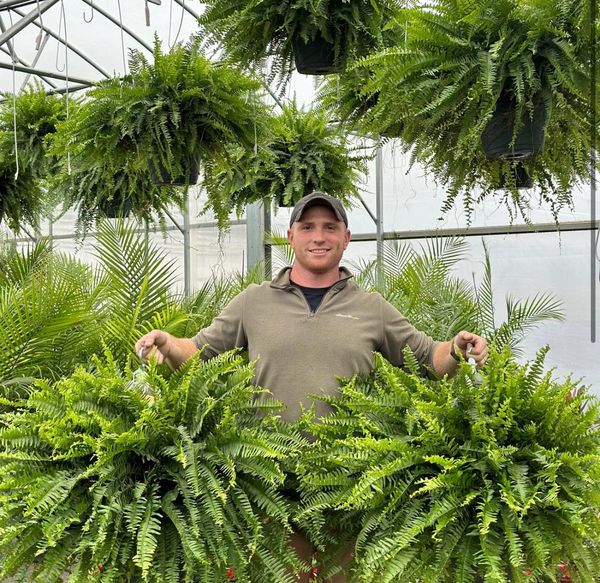 🌱 UV-resistant, lifelike artificial Boston fern
