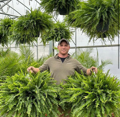 🌱 UV-resistant, lifelike artificial Boston fern